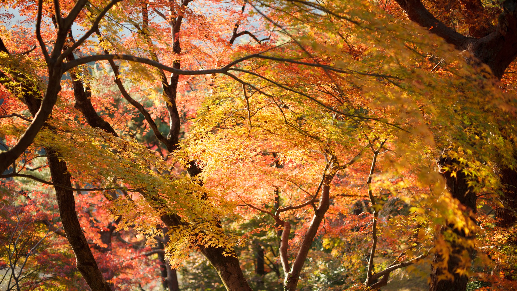 敷地内の紅葉回廊