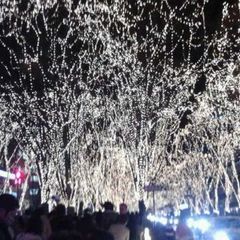 光のページェント