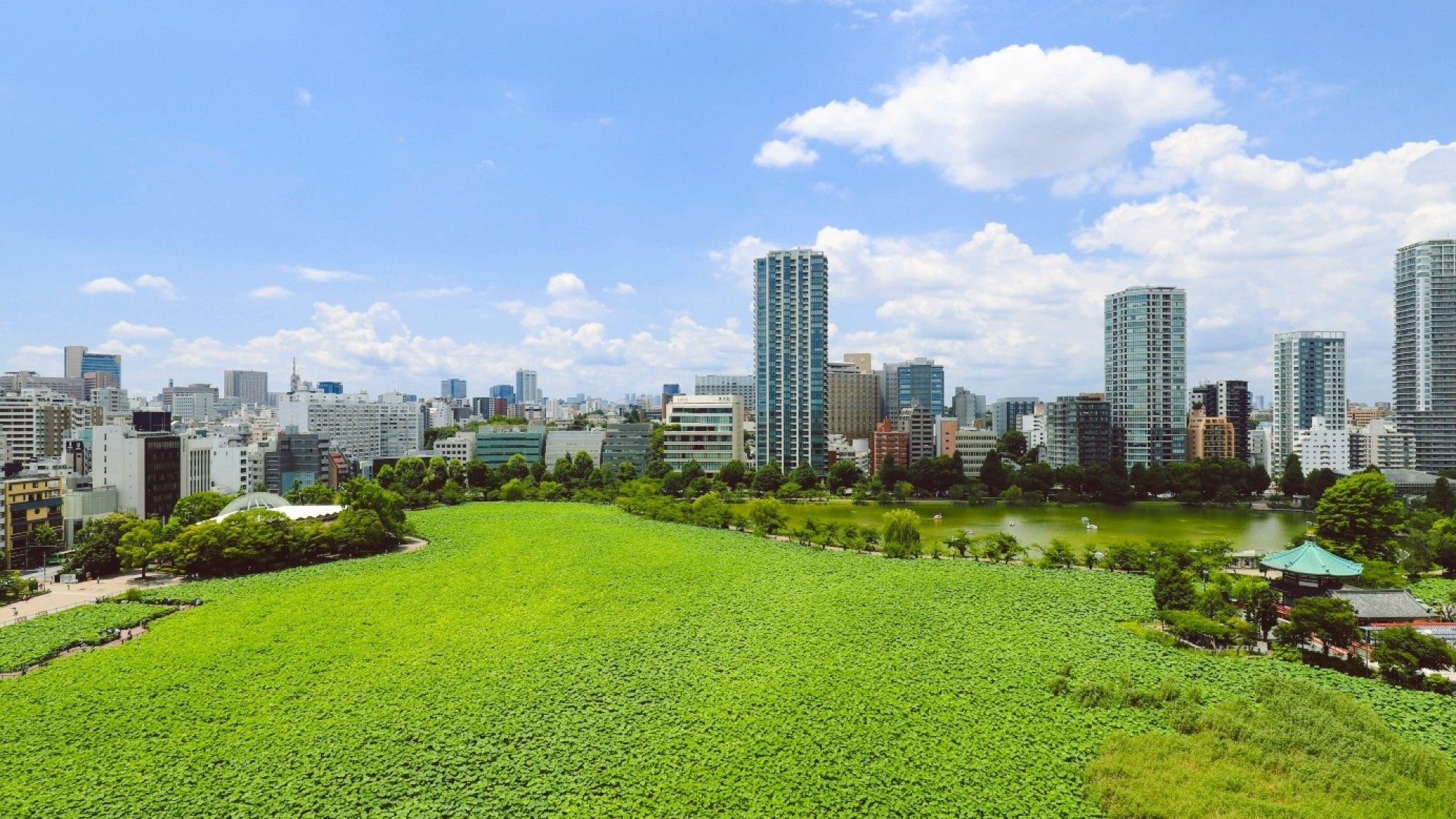 夏に実際に部屋から撮影した写真です。不忍池が一望できます。