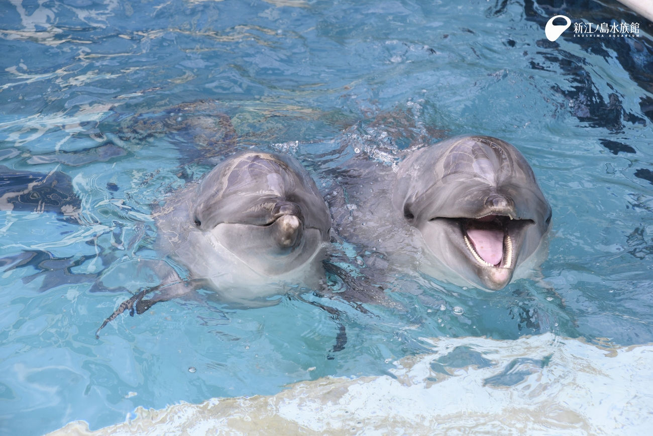 【新江ノ島水族館チケット付き】湘南モノレールで1本！ついでに江の島観光も（朝食付き）