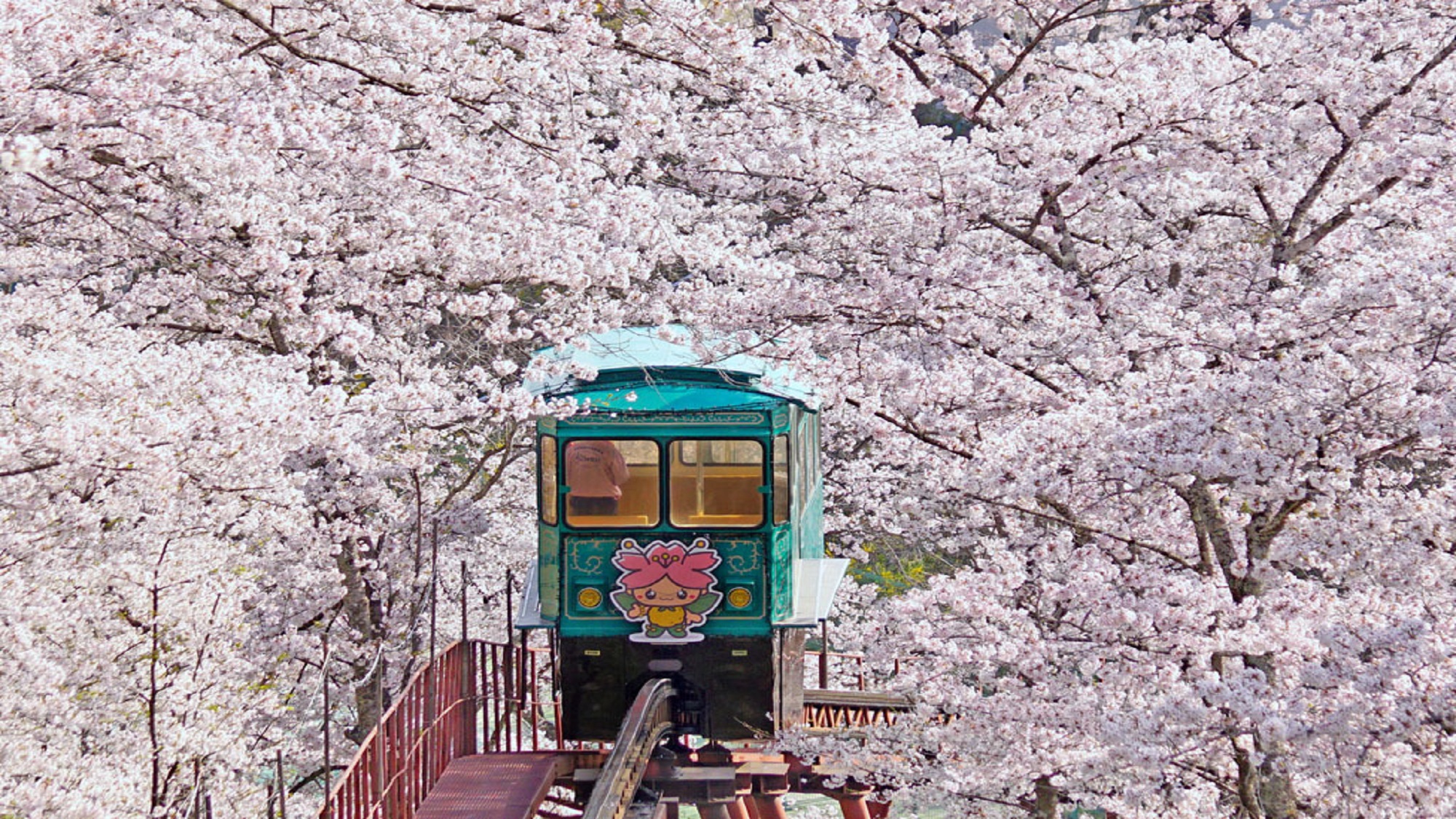 日本さくら100選「白石川堤一目千本桜」「柴田船岡城址公園の桜」