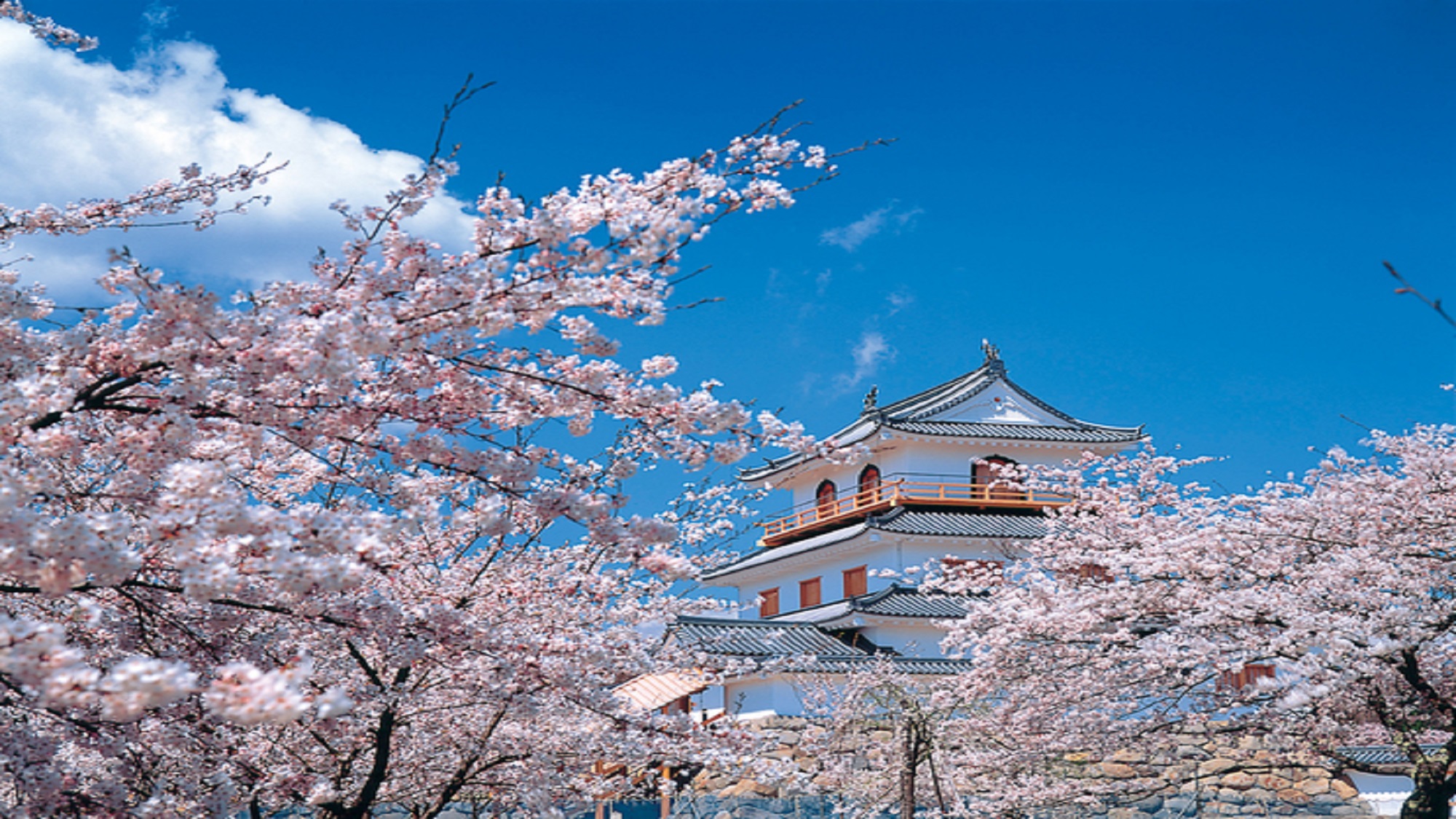 白石城の桜