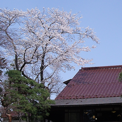 南昌荘　山桜