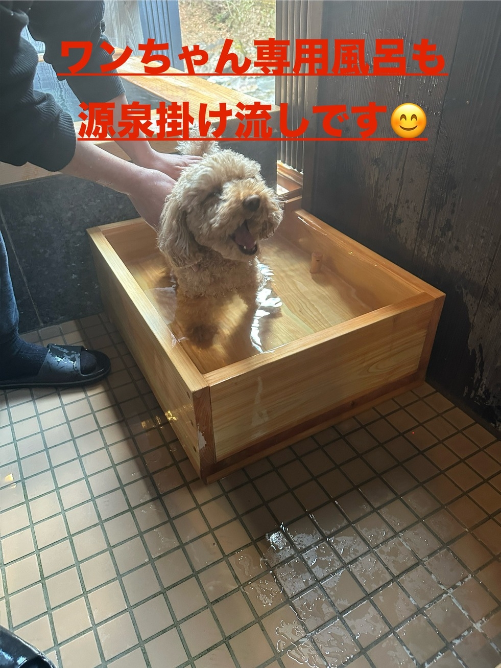 【ペット】☆ワンちゃんと一緒！絶景の露天風呂付特別室フ゜ラン【アウト10時】