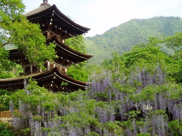 前山寺・重文三重塔・藤
