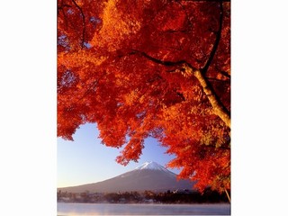 紅葉と富士山
