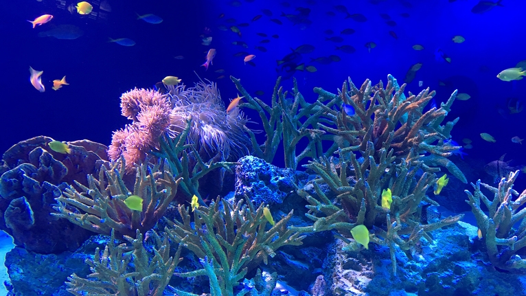 ☆【1泊2食】新江ノ島水族館入園チケット付♪江の島観光後は【ローマ風呂×洞窟風呂】を満喫