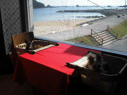pet image 1