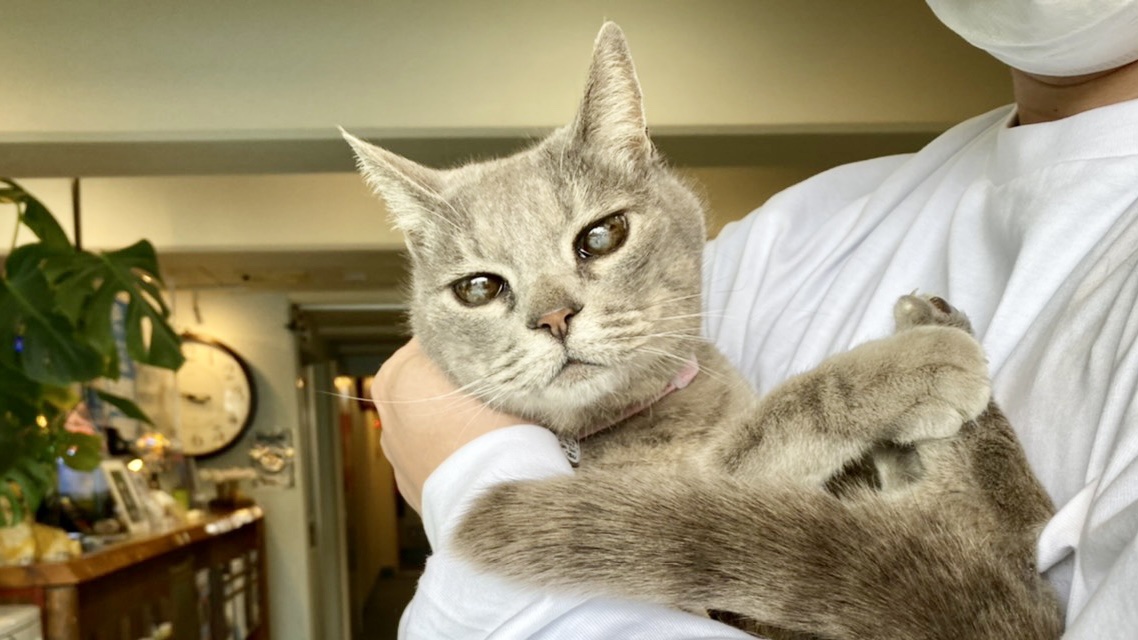pet image 1
