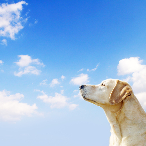 pet image 1