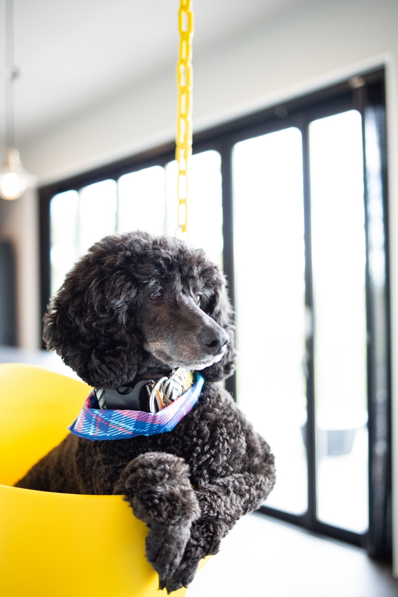 pet image 1