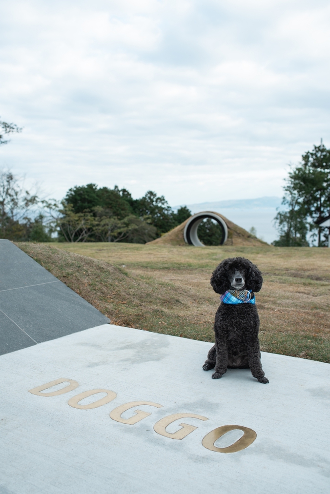 pet image 1