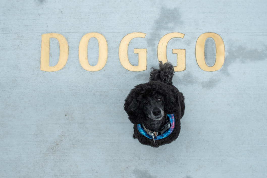 pet image 1