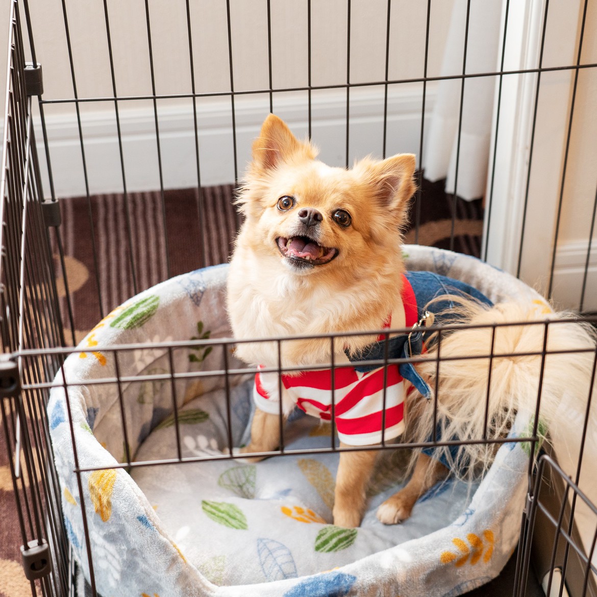 pet image 1