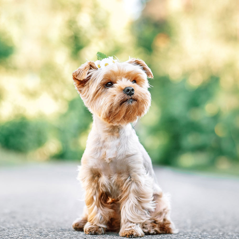 pet image 1