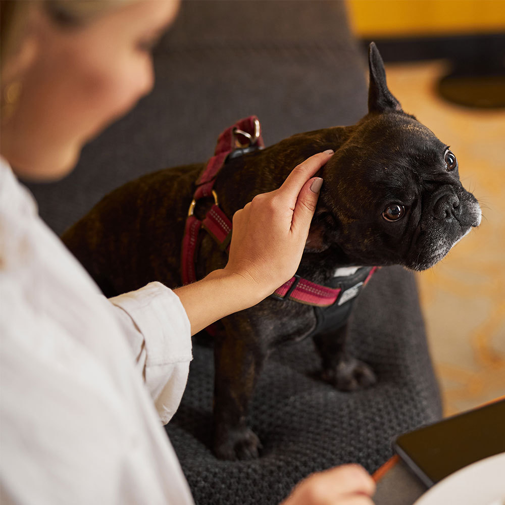pet image 1